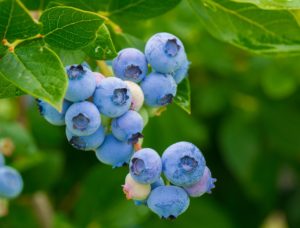 Blueberry Vitalität Verjüngung