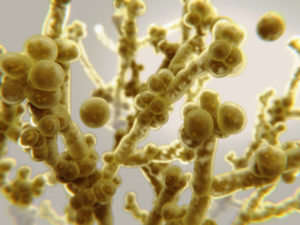 Candida albicans Candida albicans